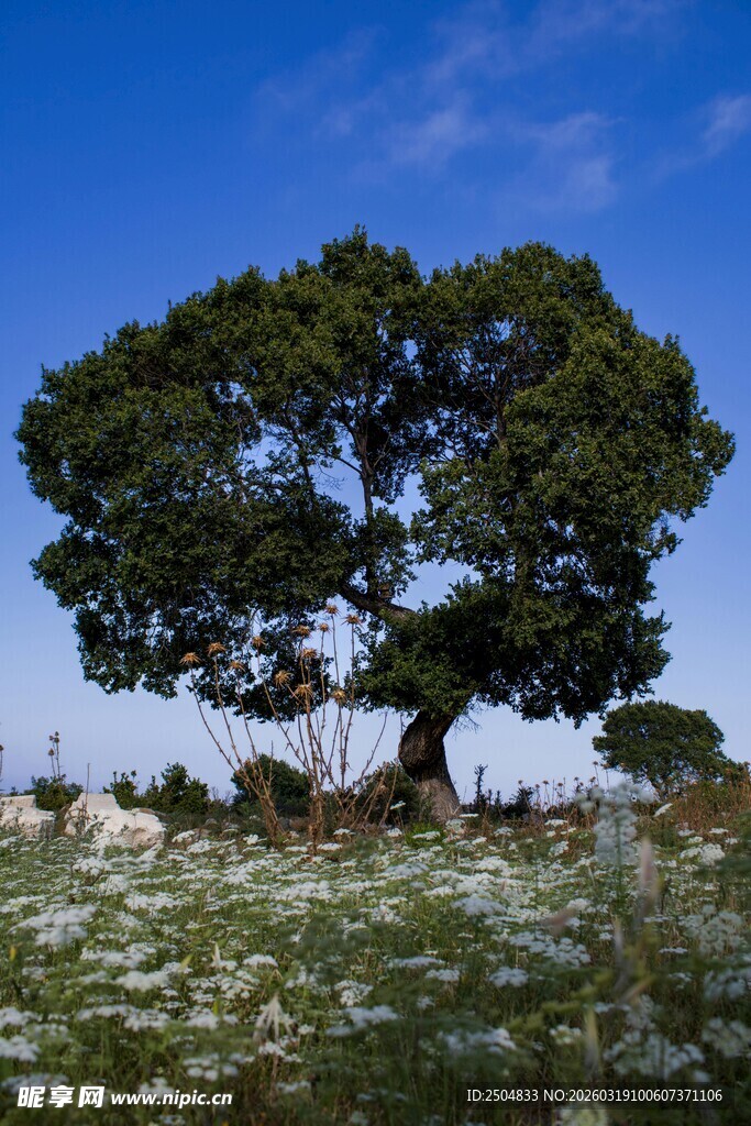 田野中茂盛大树