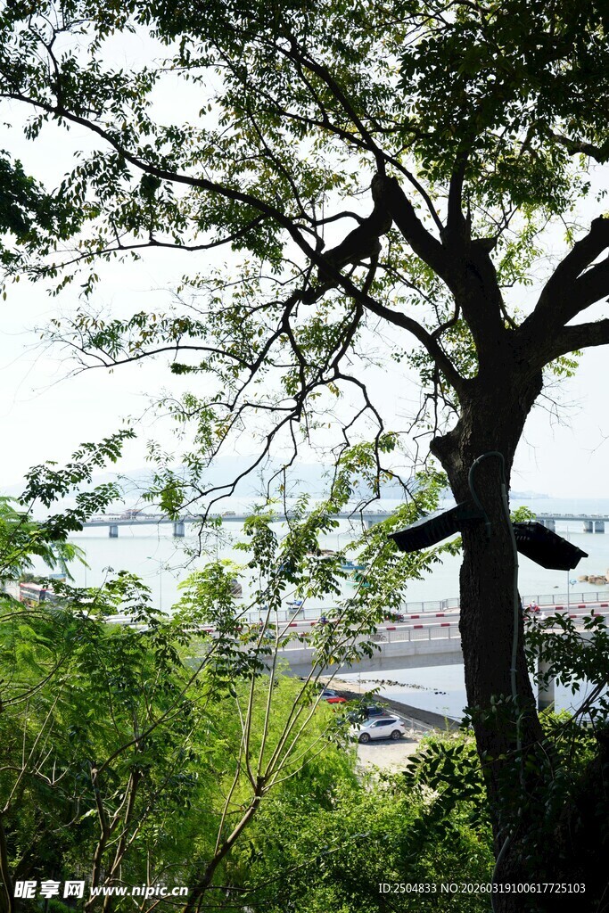 透过树枝望远方景色