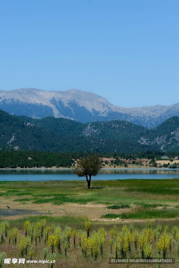 湖畔孤树 远山蓝天美景
