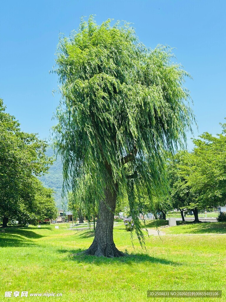 公园中茂盛的垂柳树