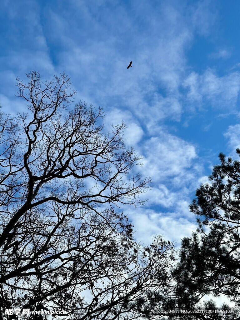 冬日树枝与蓝天飞鸟景象
