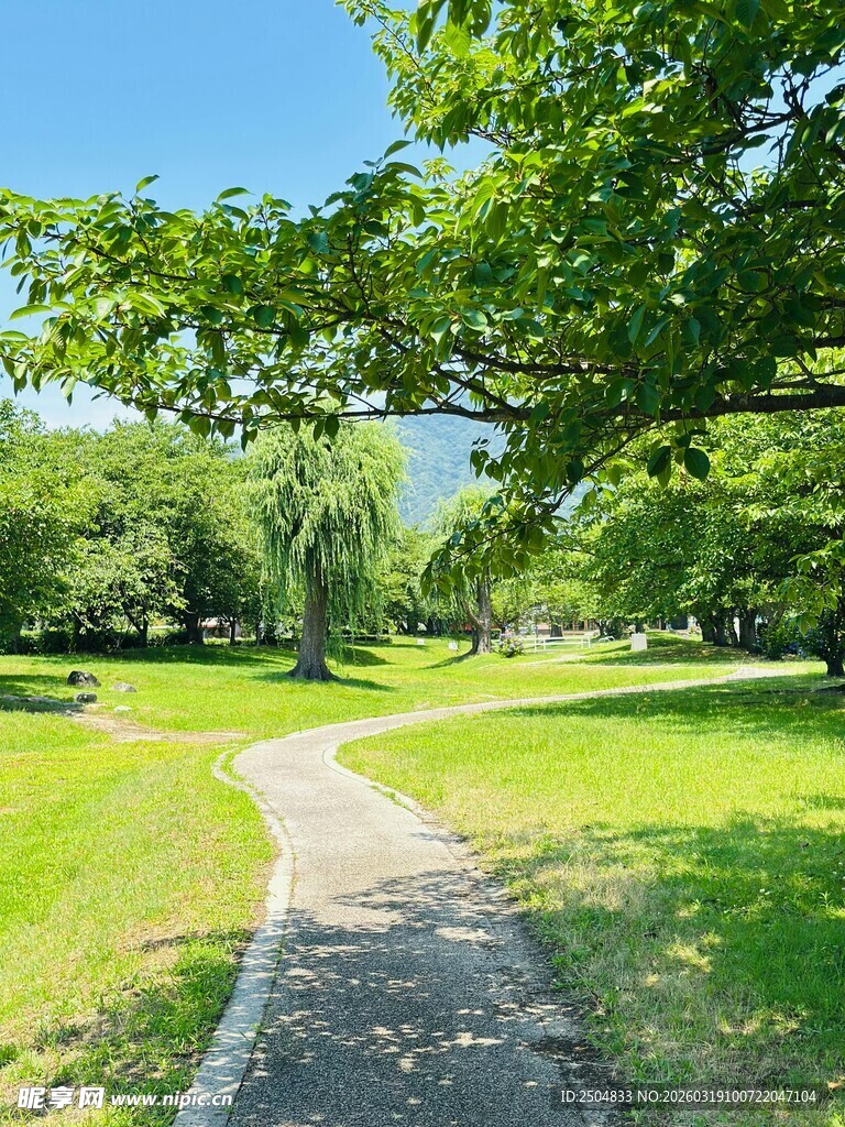 林间小径 绿意盎然的公园