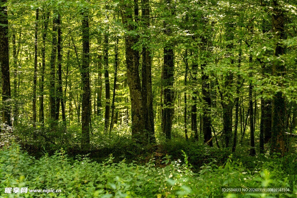 茂密森林中的葱郁绿植