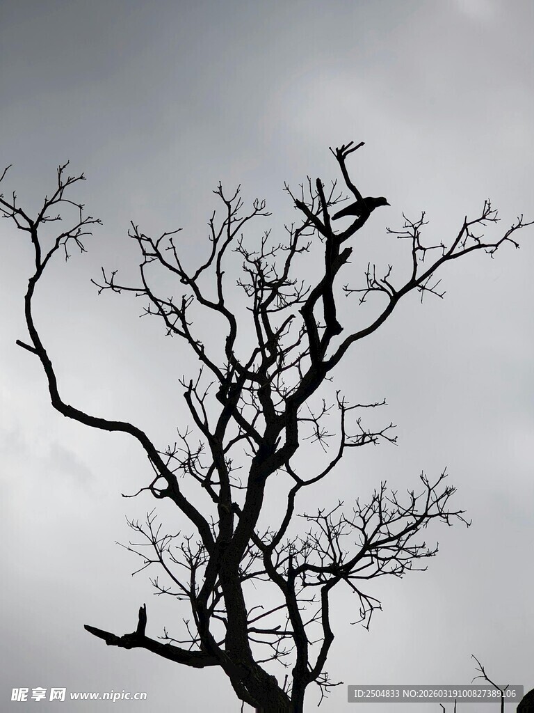 枯树傲立天际