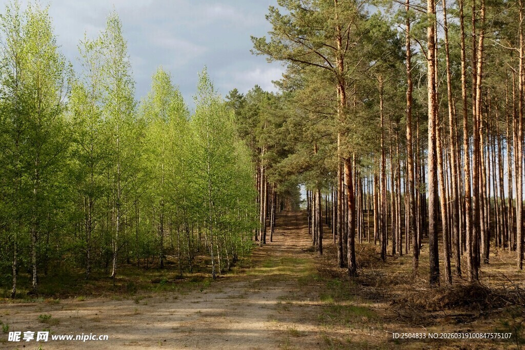 林间土路 清新自然景致