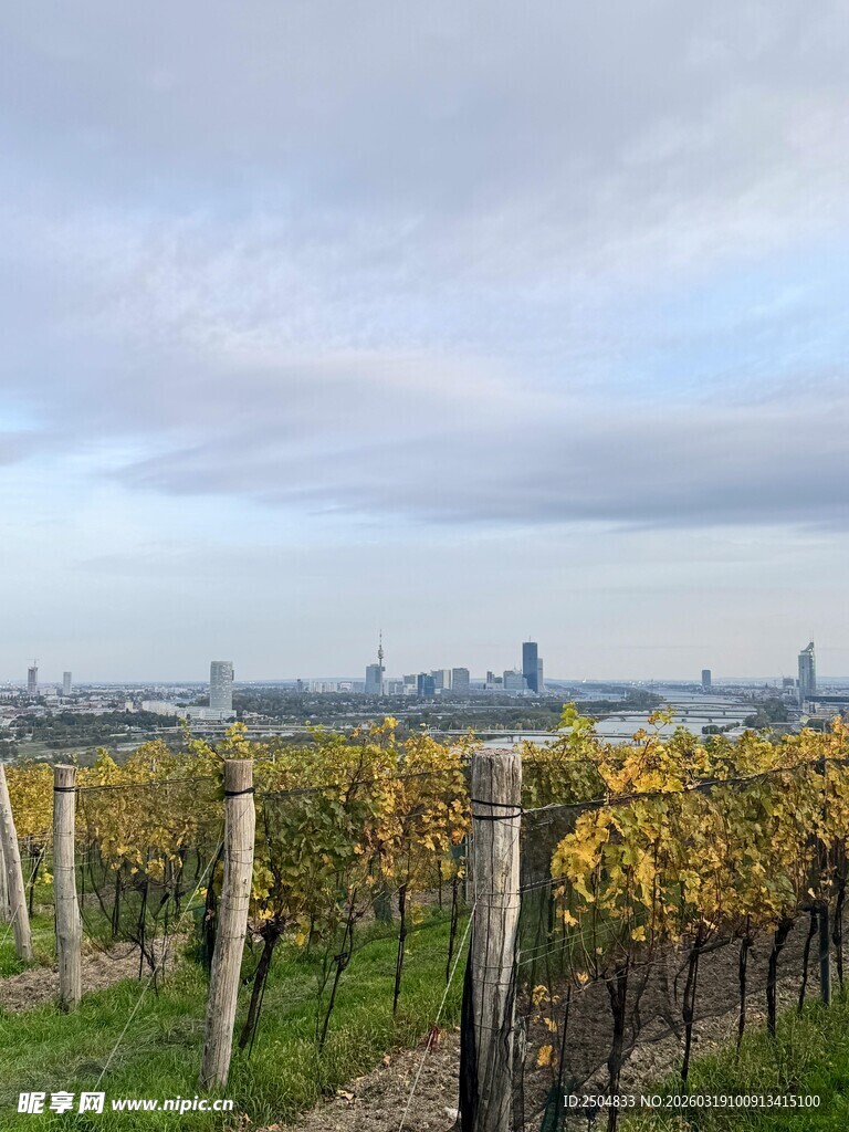 秋日葡萄园远景风光