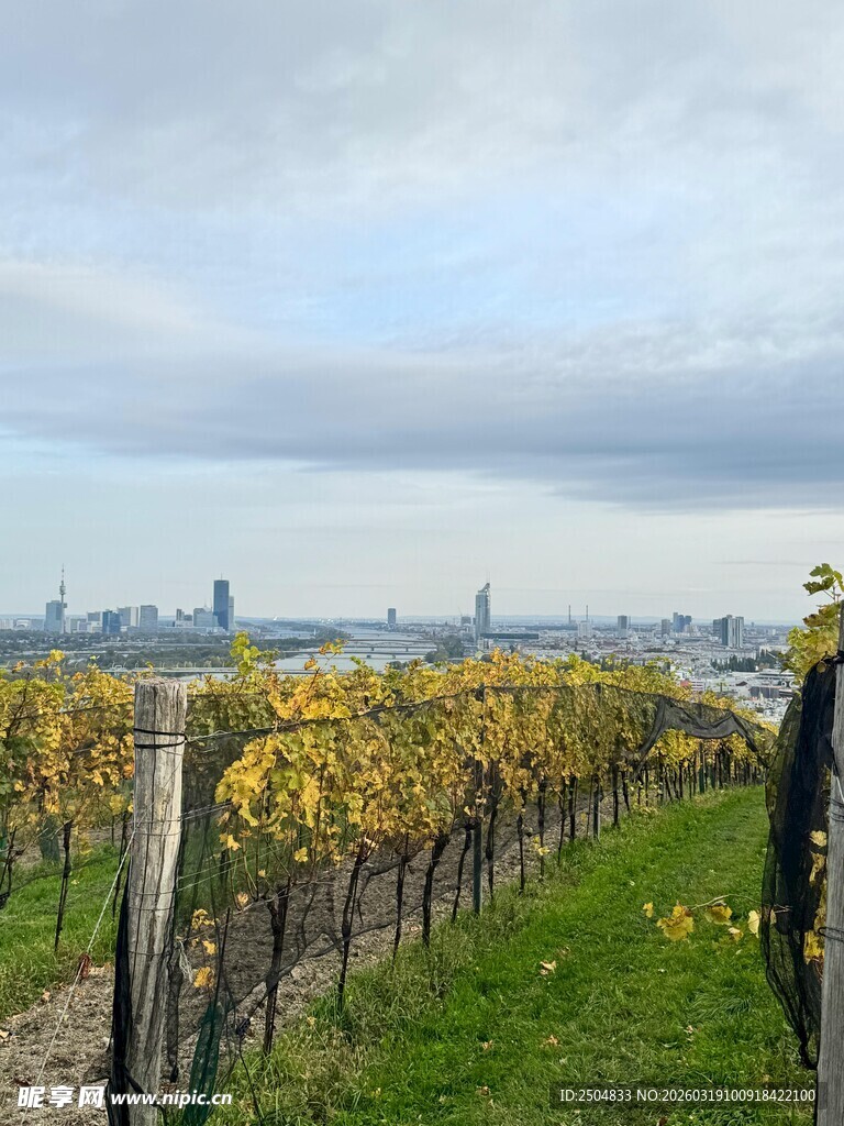 秋日葡萄园景致