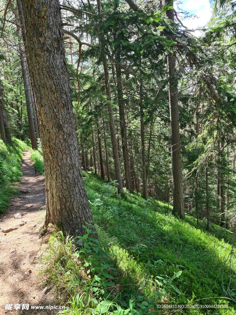 林间小径 绿意盎然的漫步道