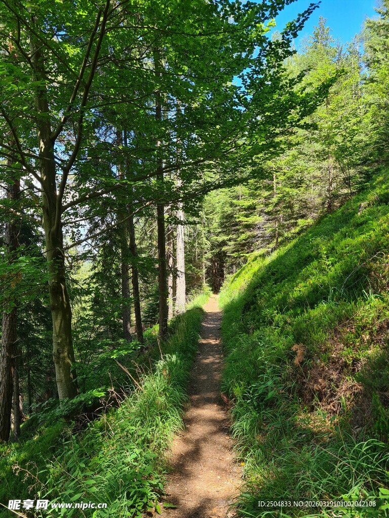 林间小径 绿意盎然的漫步道