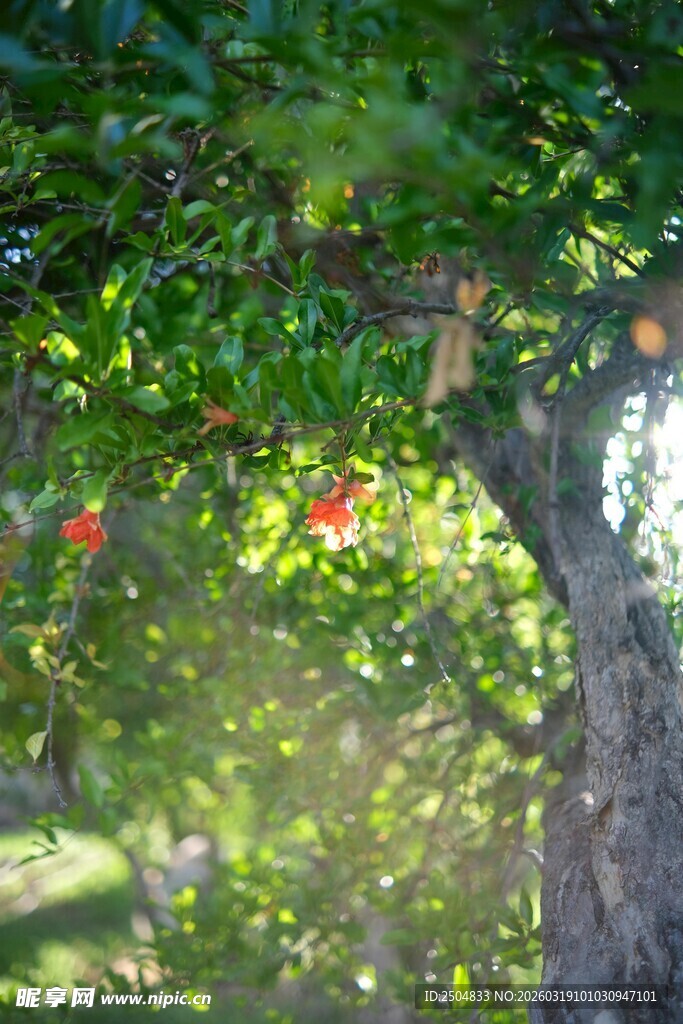 绿荫下的红灯笼点缀