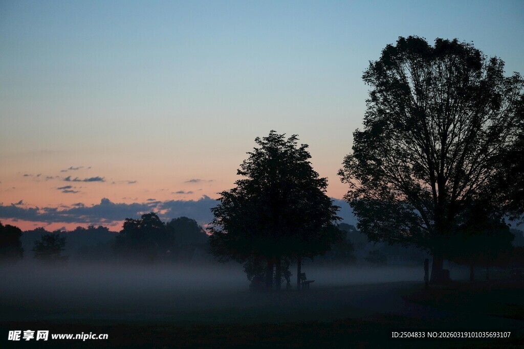 晨雾中的树木与绚丽天色