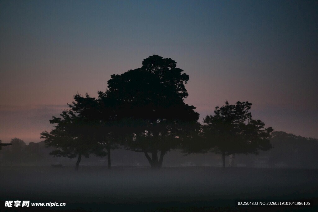 黄昏雾中树林的静谧景象