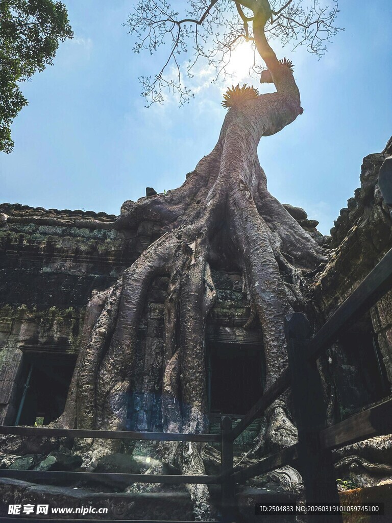 古寺中盘根错节的参天古树