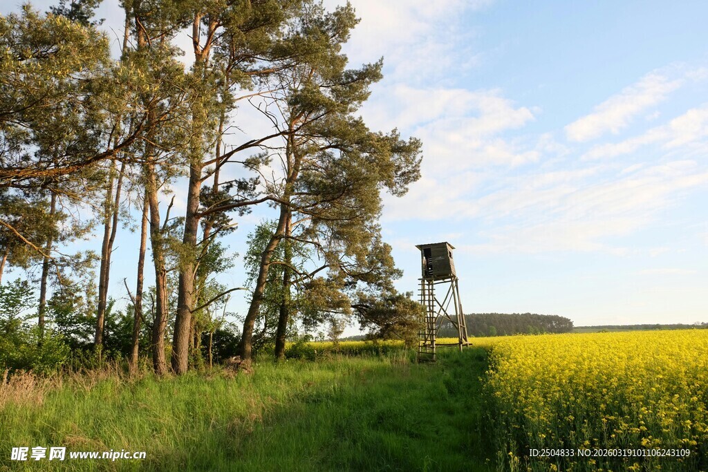 田野旁树林中的瞭望塔