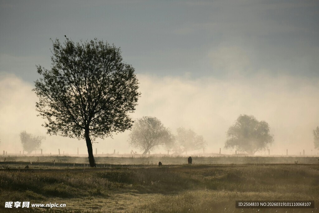 旷野孤树 雾霭中的静谧