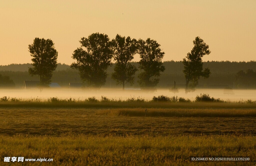 晨雾中的田野与树木