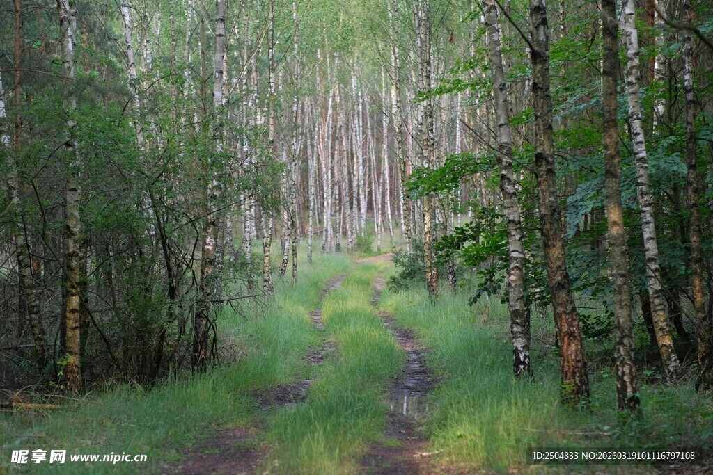 林间小径 绿意盎然的森林