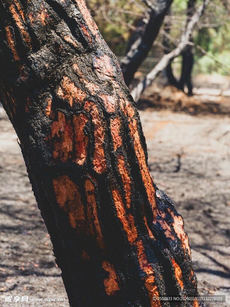 纹理独特的斑驳树干