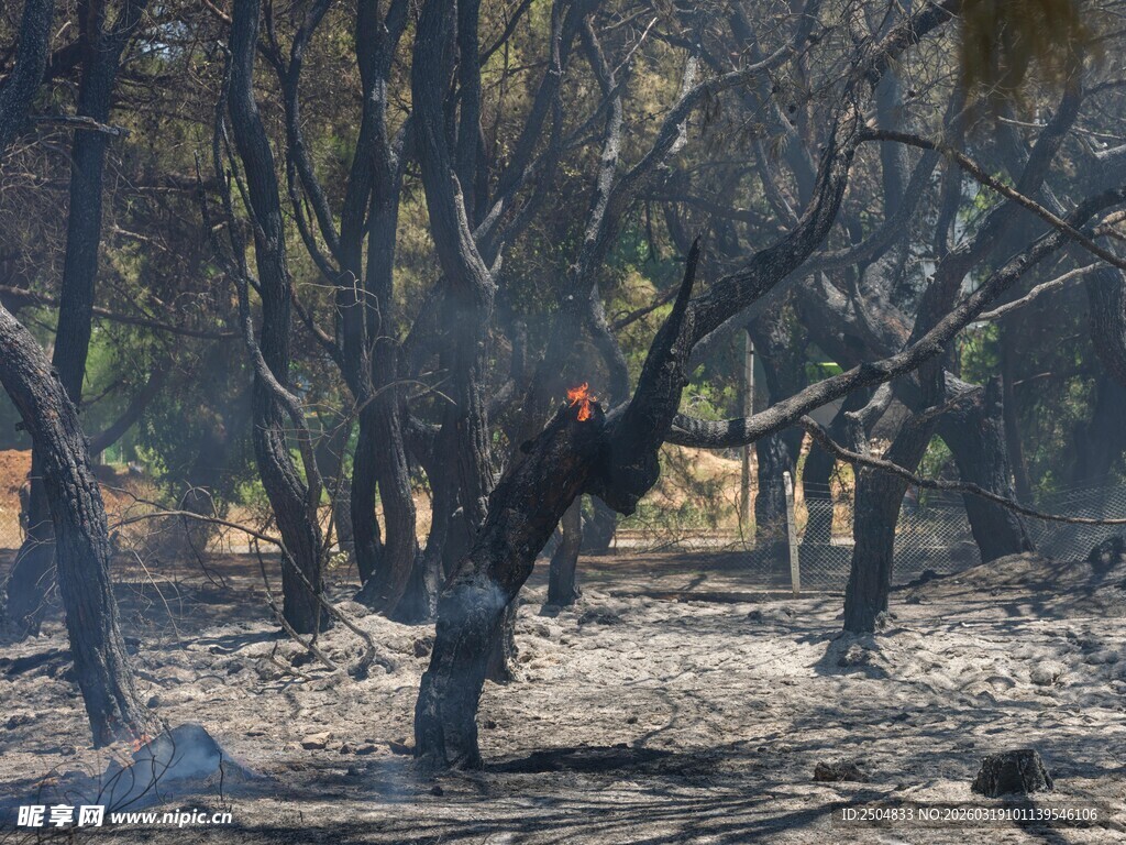 森林火灾后的荒芜景象