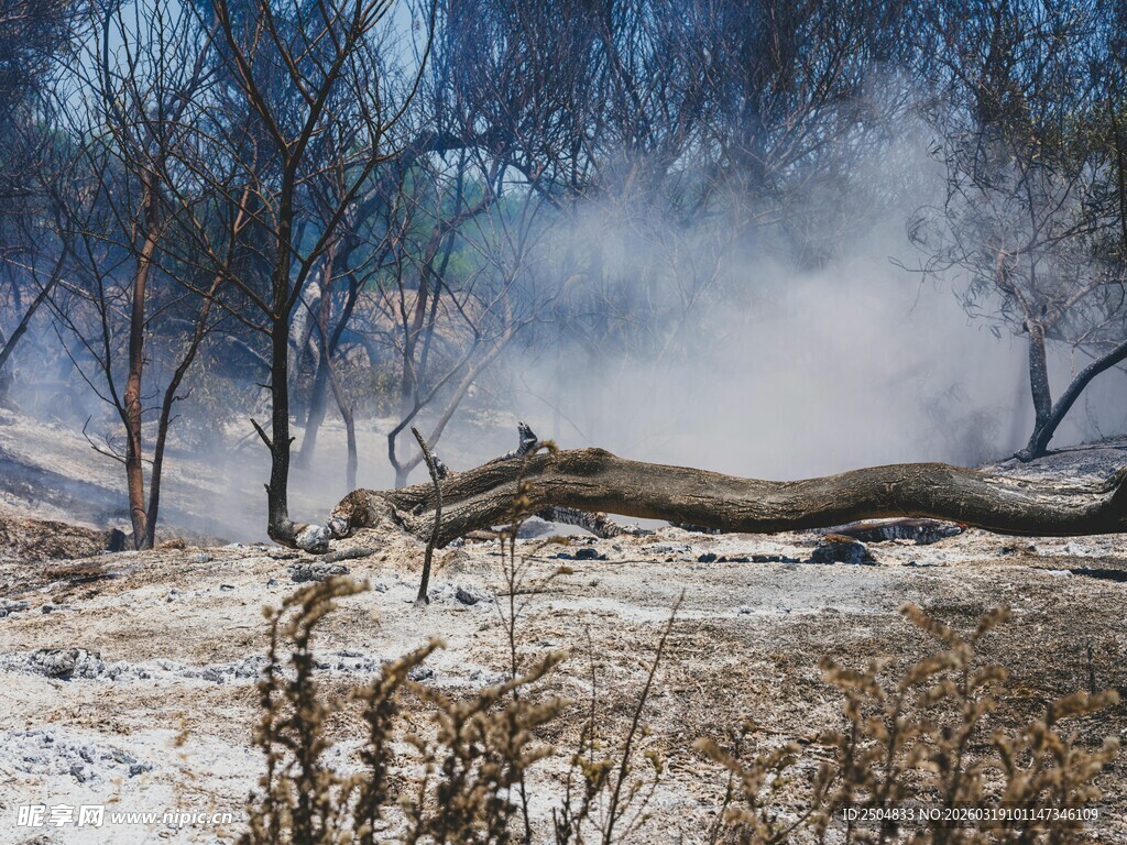 森林过火后的荒芜景象