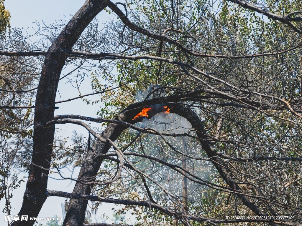 树枝上的鲜艳鸟儿