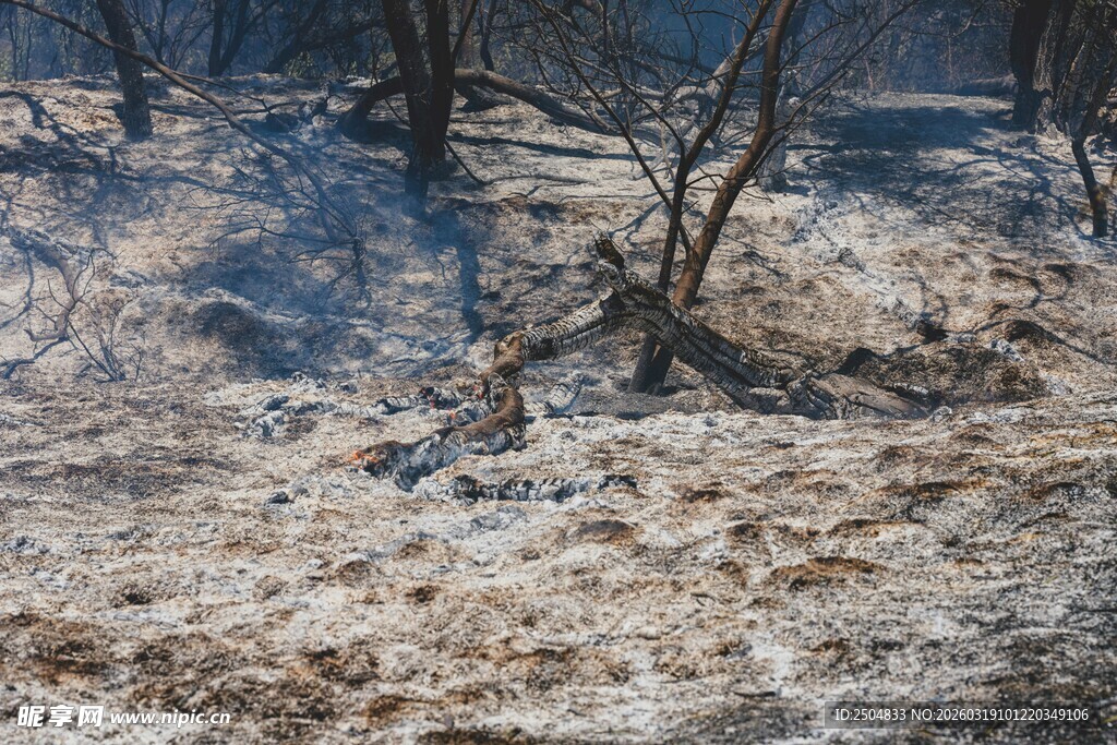 冬日荒野枯树景象