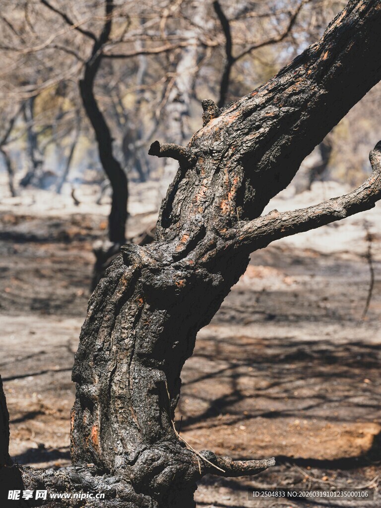 枯树挺立在荒野