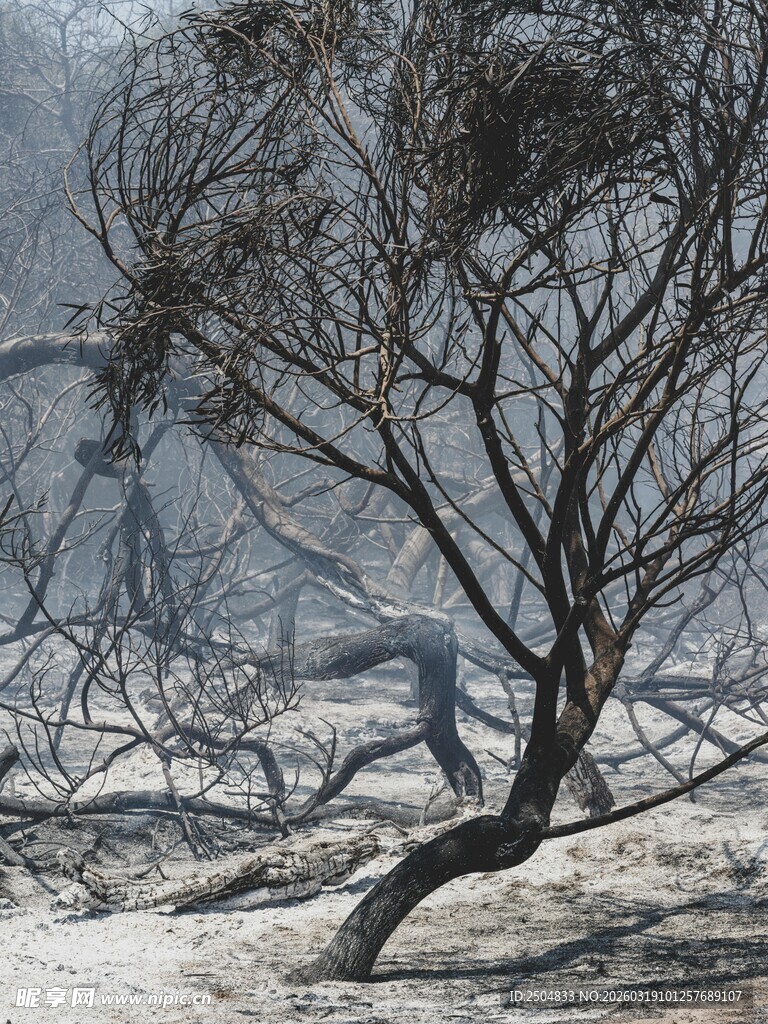 枯树挺立在荒芜沙地中