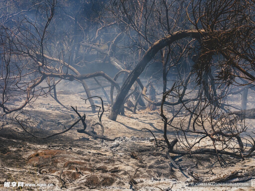 火灾过后的荒芜林地