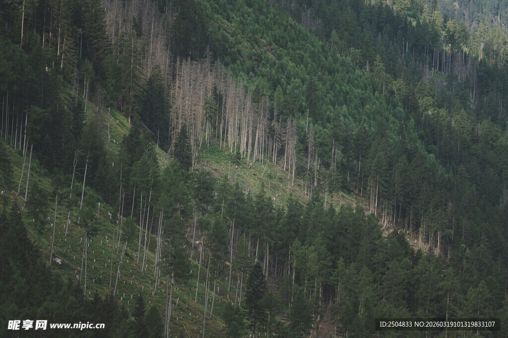 山林景观 绿意盎然