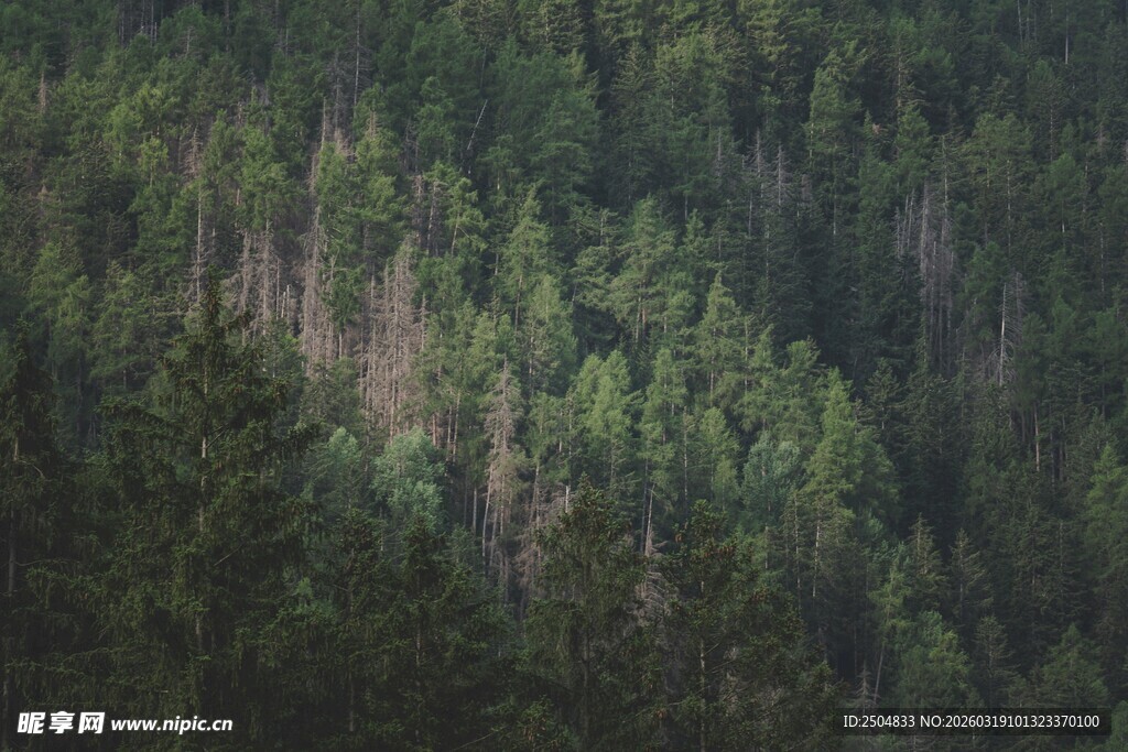 茂密森林景观