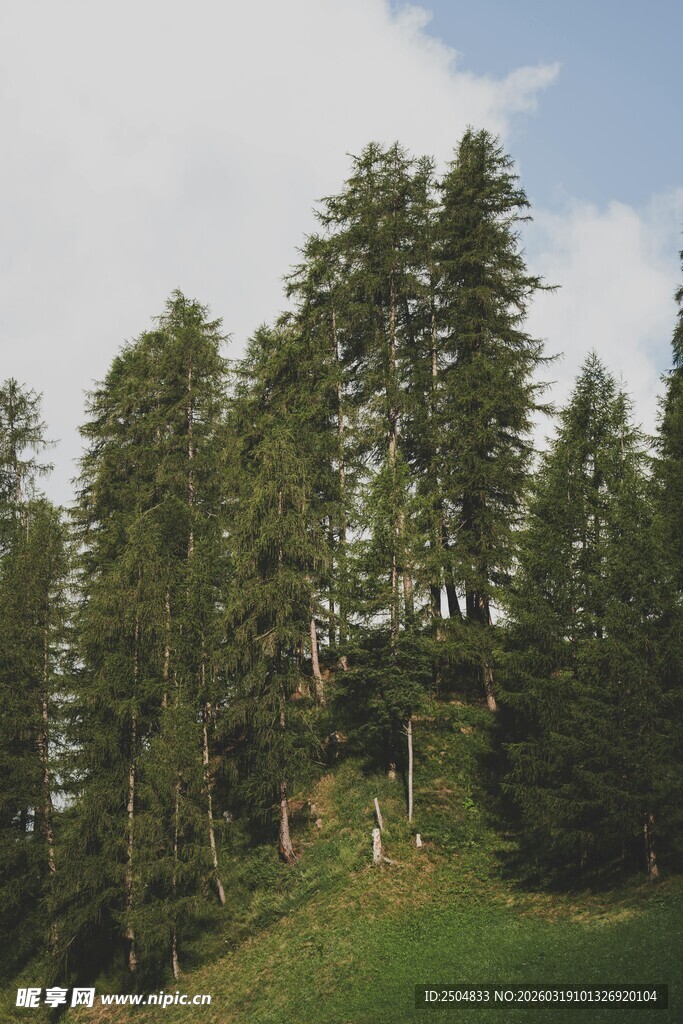 山林中的挺拔松树林
