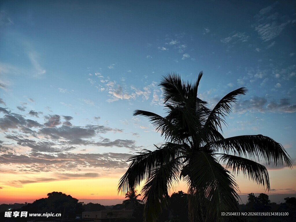 夕阳下的椰树剪影