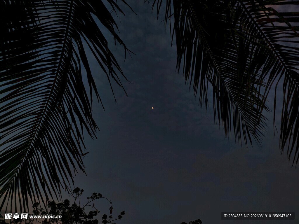 夜空下的棕榈树剪影