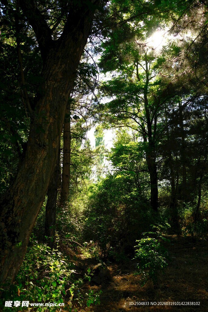 阳光洒落的静谧森林小径