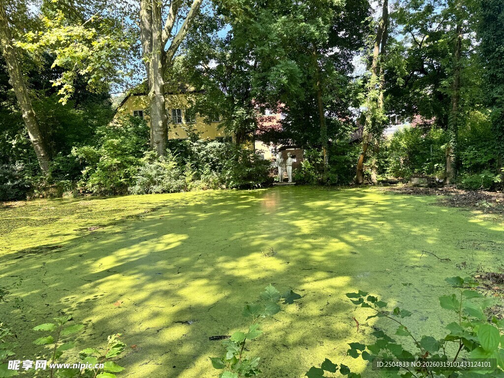 阳光洒落绿意盎然的林间草地