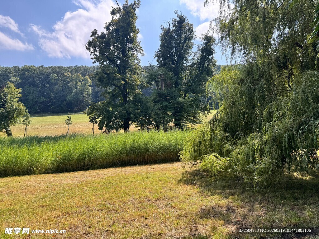 田园风光中的葱郁草木