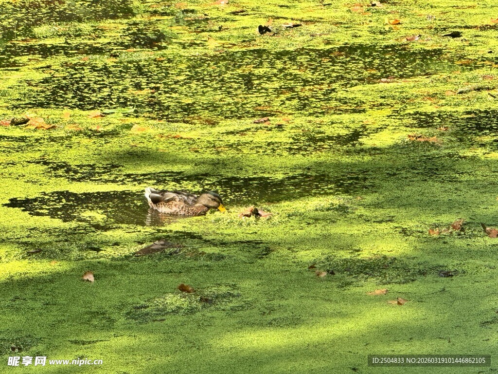 水面漂浮的绿色植物