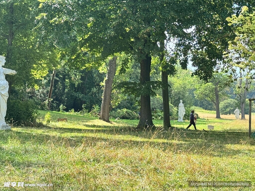 林间草地的静谧自然景象