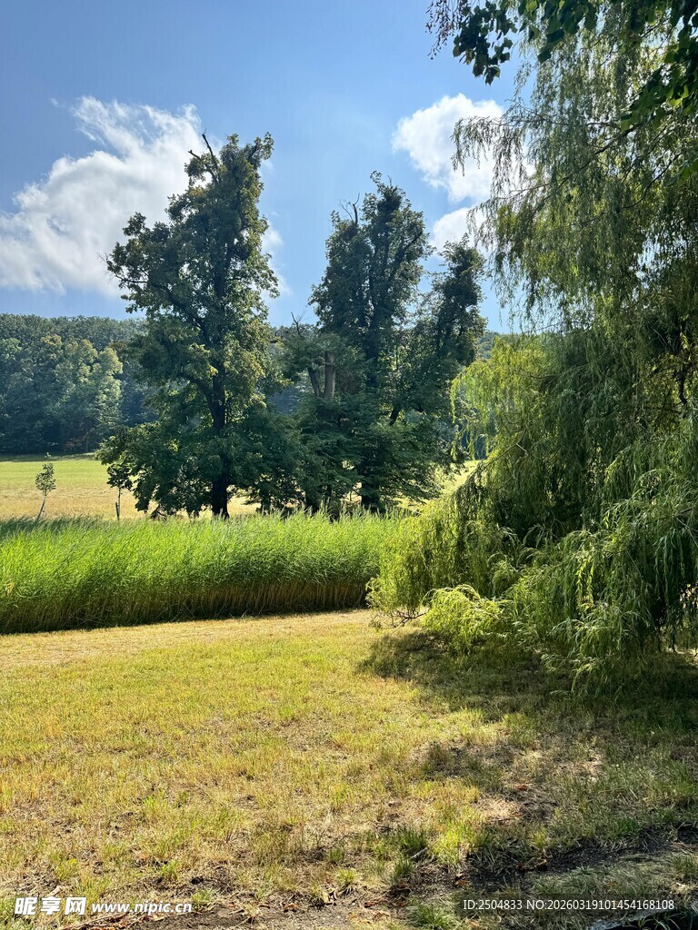 田园风光中的葱郁树林