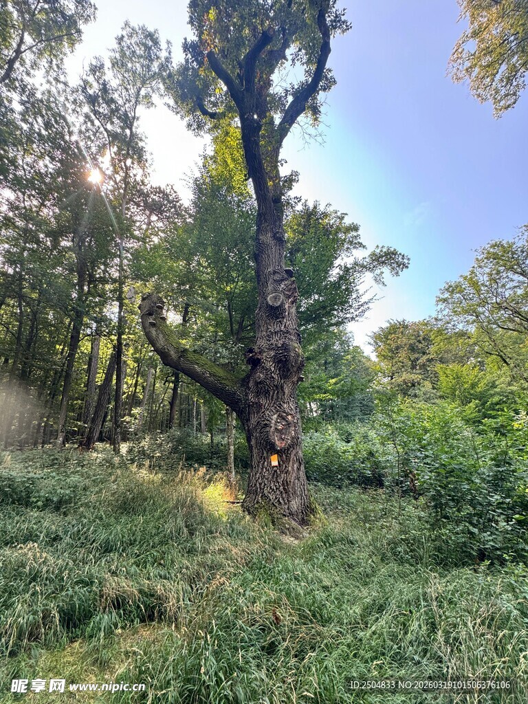 森林中的粗壮树木