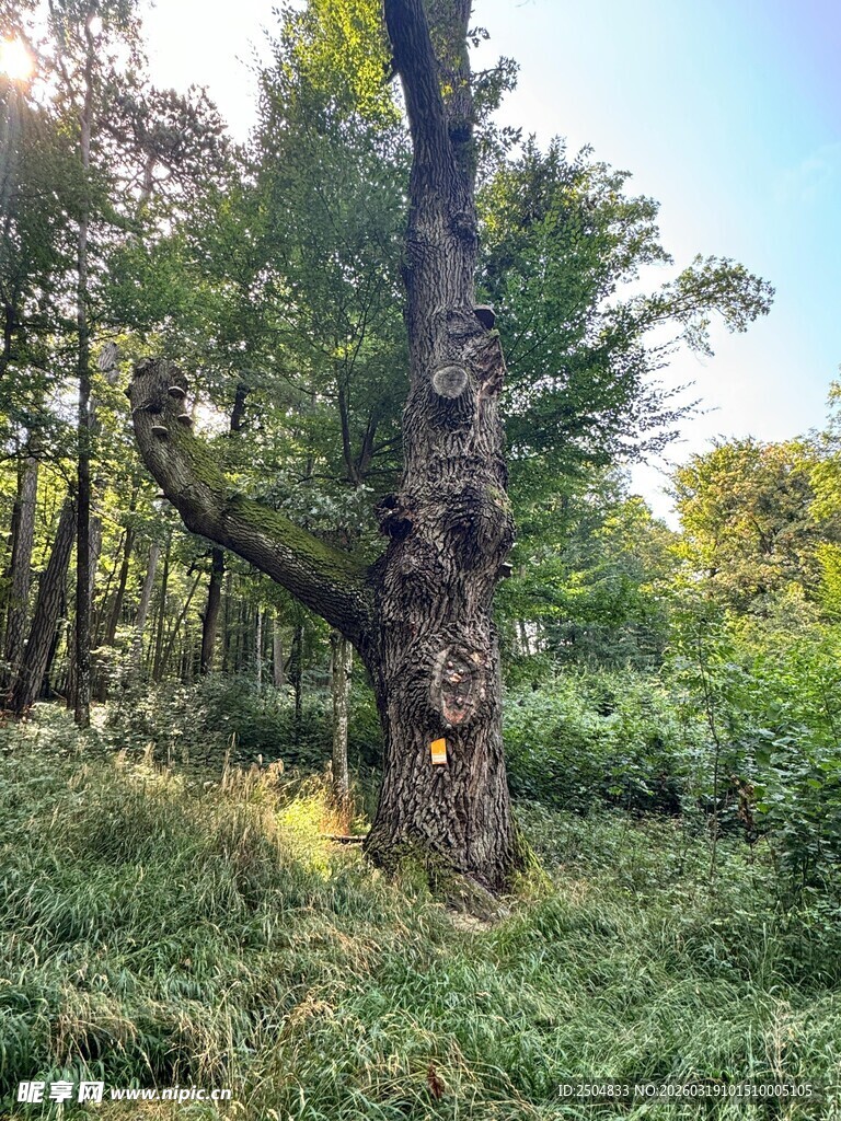 森林中奇特造型的大树