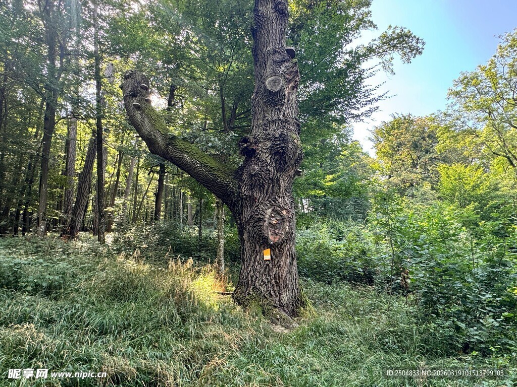 森林中枯立的古老大树
