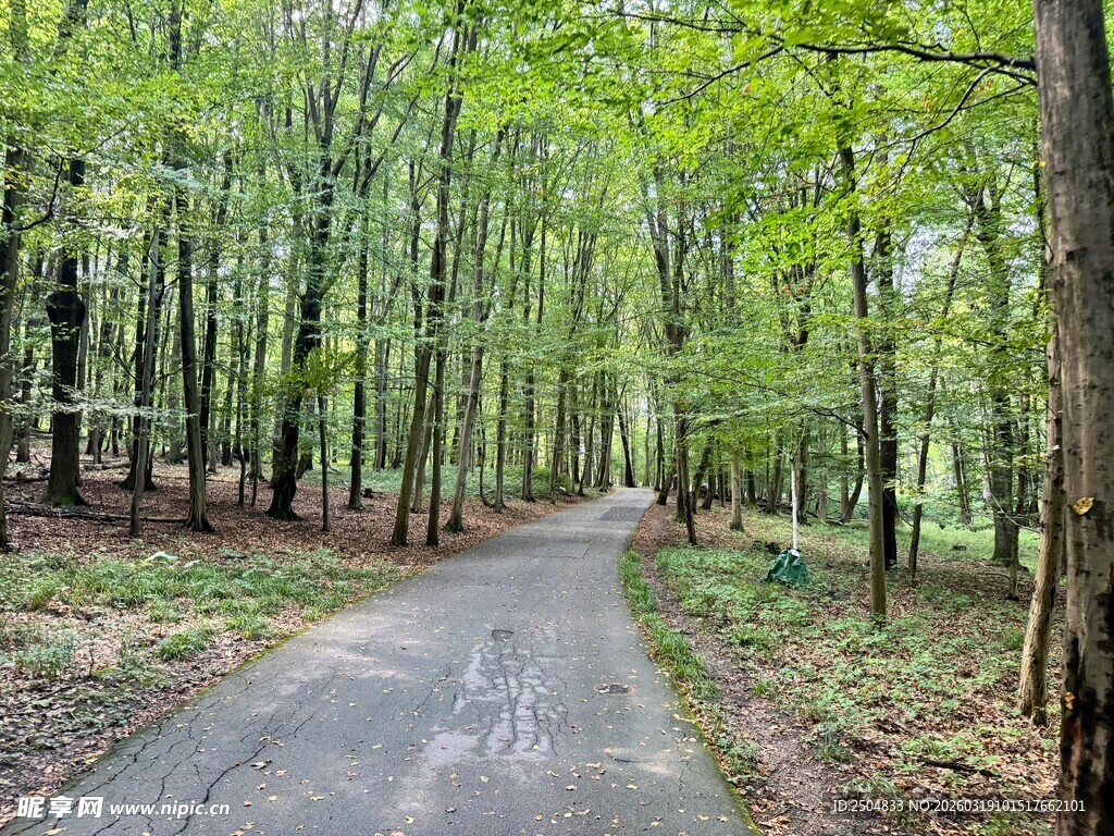 林间蜿蜒小路 绿意盎然