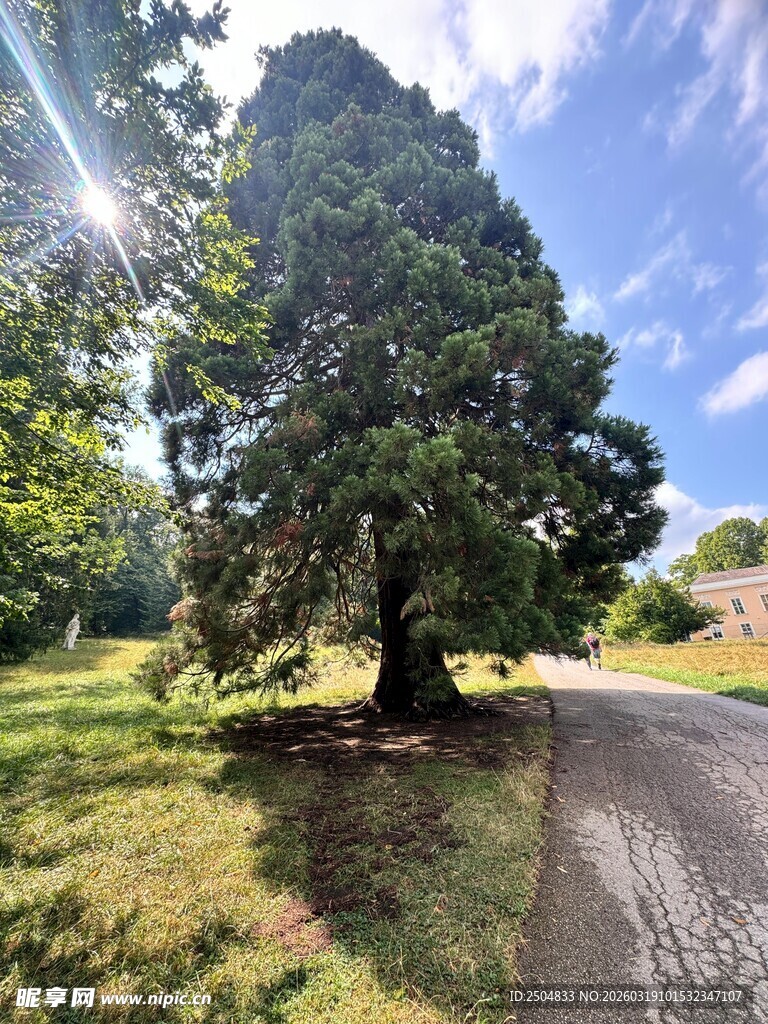 路边大树 阳光洒落绿意浓