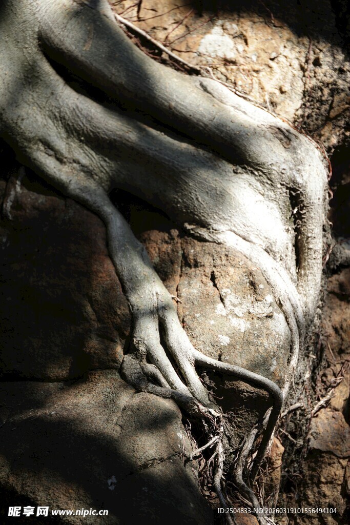 树根盘绕的独特景象