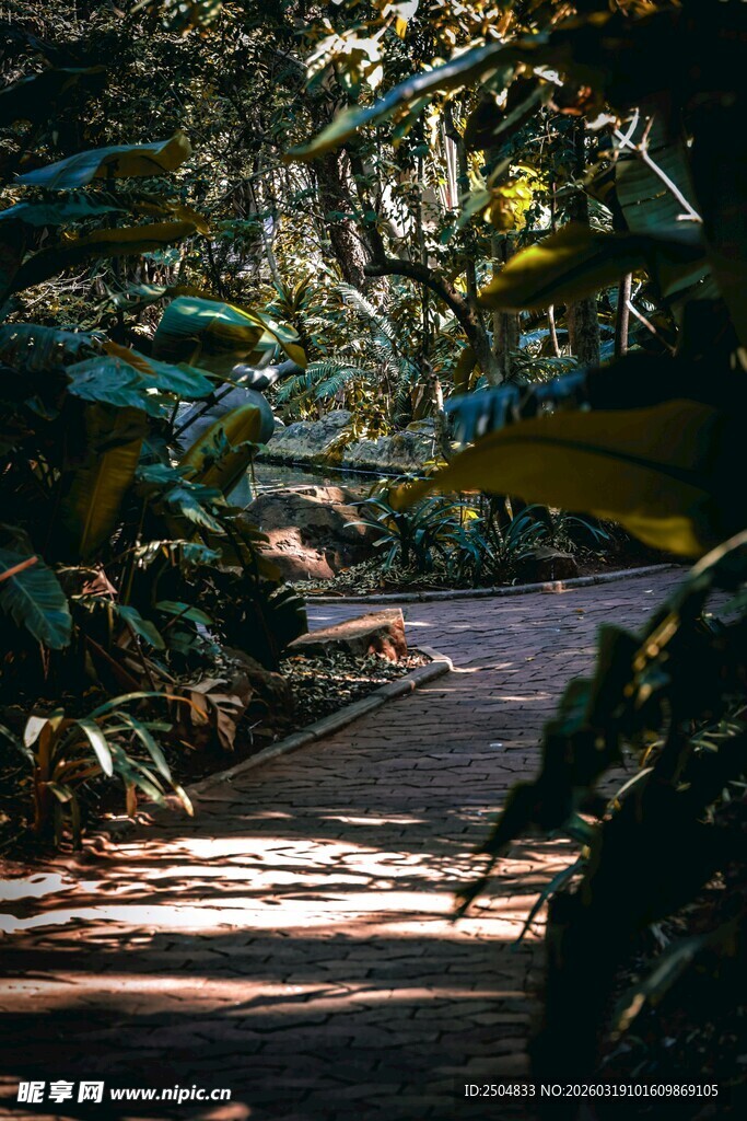 林间幽径 阳光洒落绿意浓