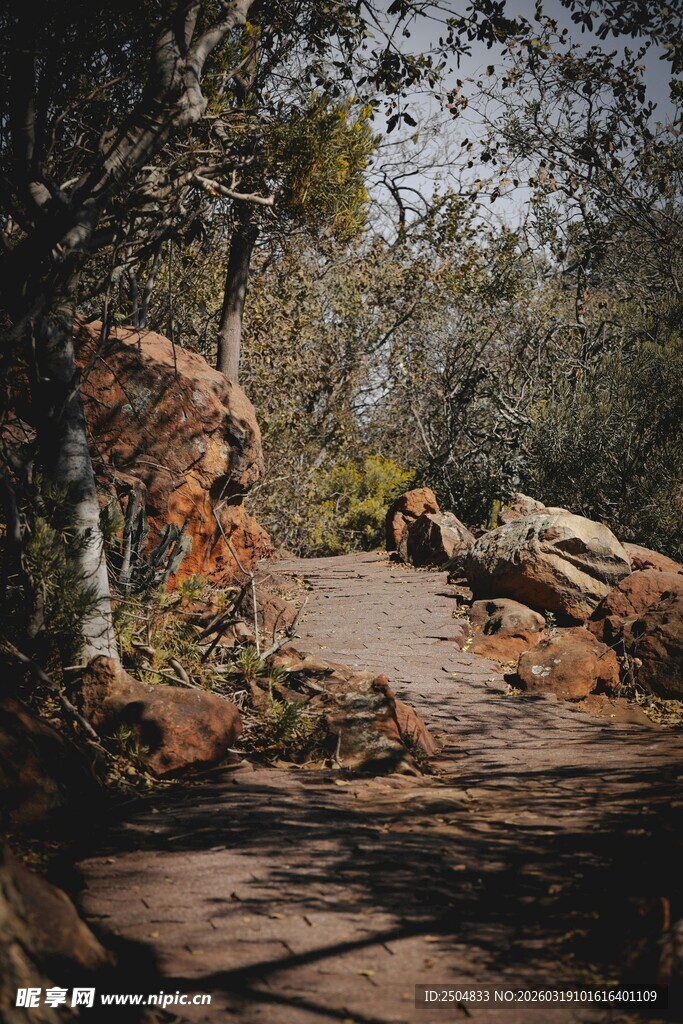 林间小径 自然静谧之景