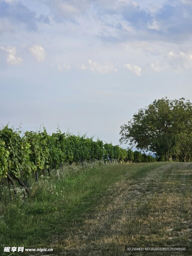 田园葡萄种植风光