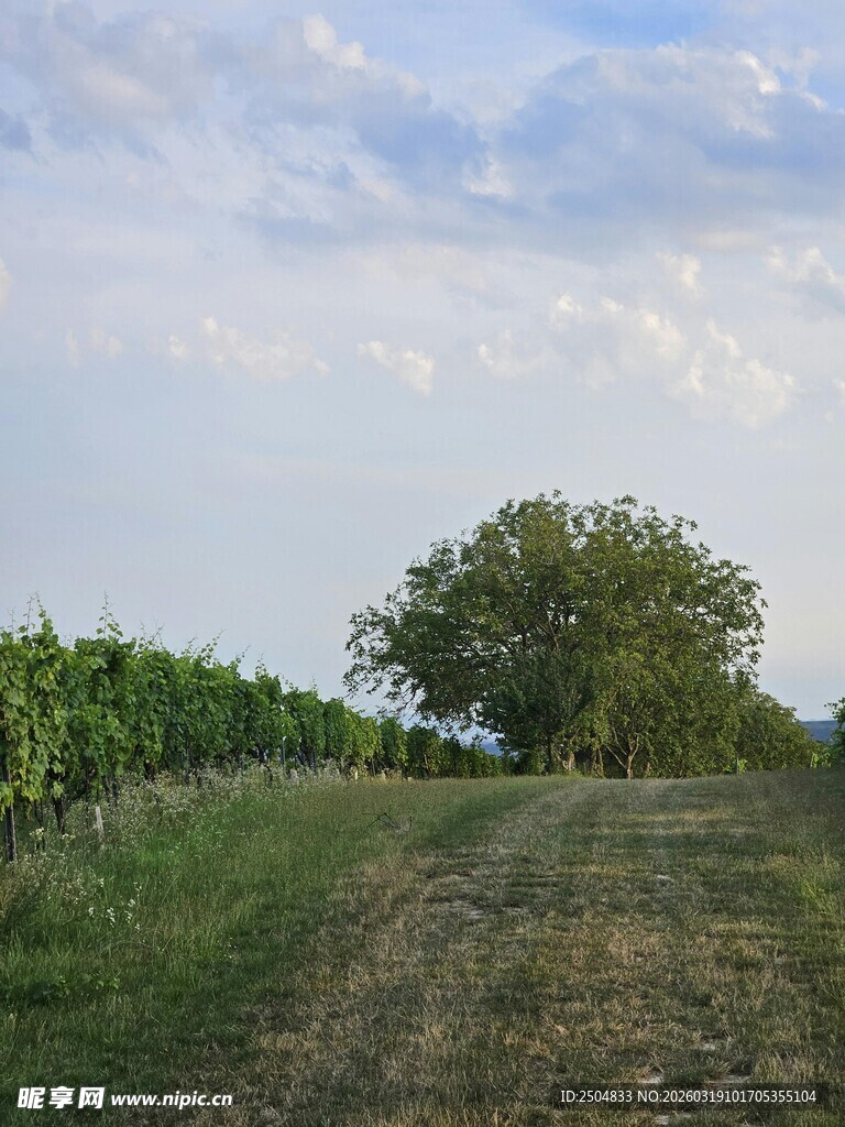 田野间的绿树与开阔景象